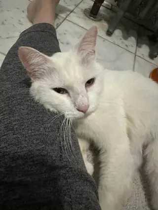 Ellie