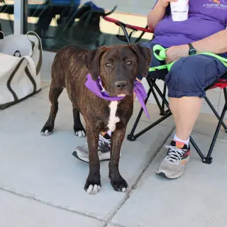 SBG Mopsy
