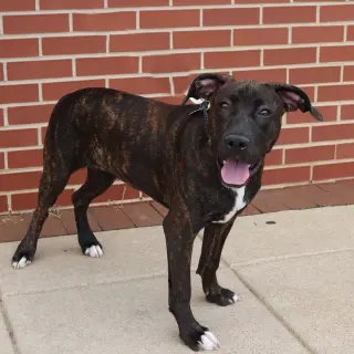 SBG Mopsy