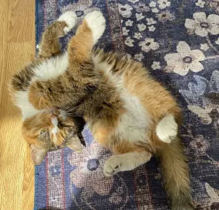 Emma (Diabetic)