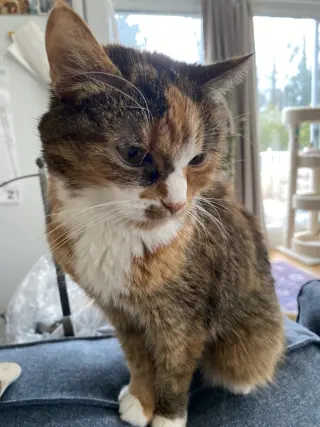 Emma (Diabetic)