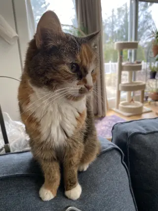 Emma (Diabetic)