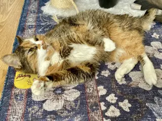 Emma (Diabetic)