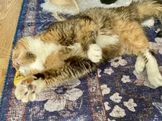 Emma (Diabetic)