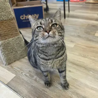 Roxie