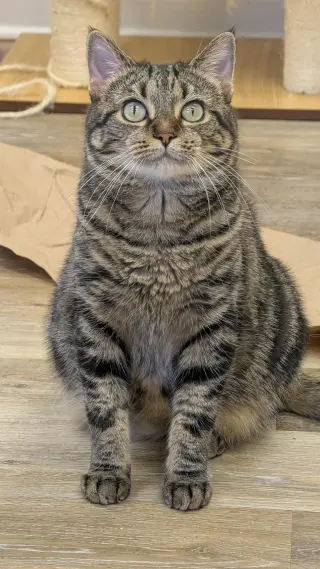 Roxie