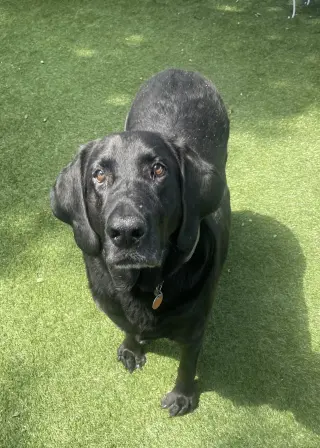 Benni