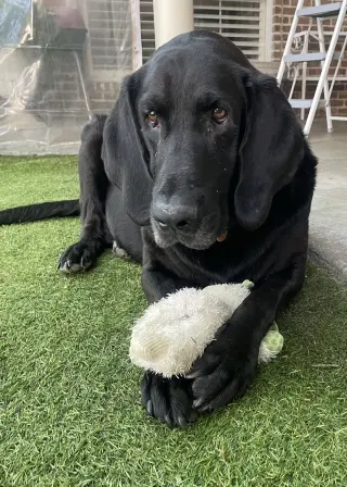 Benni