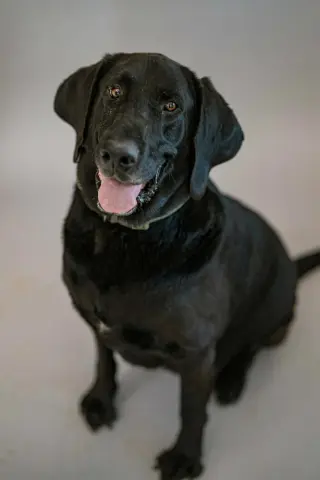 Benni