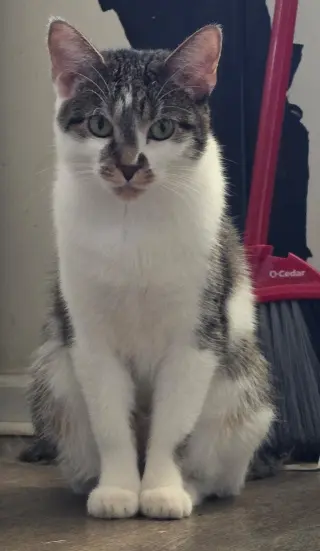 Dart