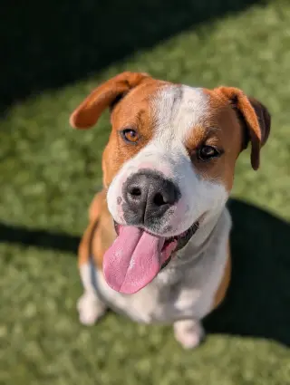 Chevy