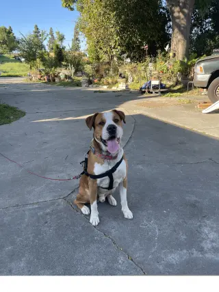 Chevy