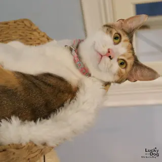 Luci
