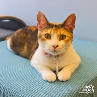 Luci