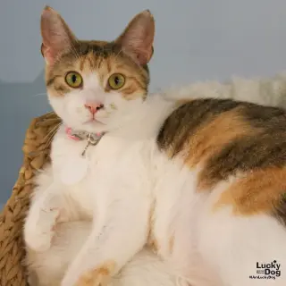 Luci