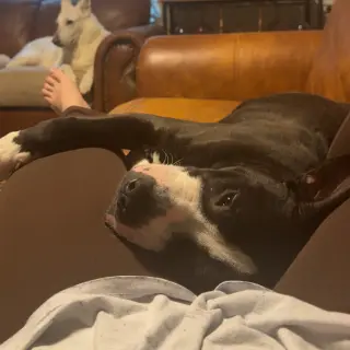 LOUIE  LOWER FEE!!!