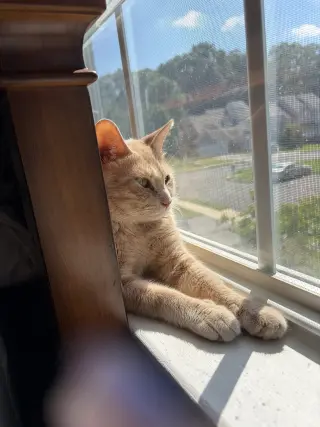 Admiral Apricott (Lady Marmalade)