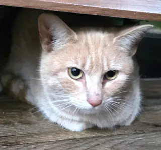 Admiral Apricott (Lady Marmalade)