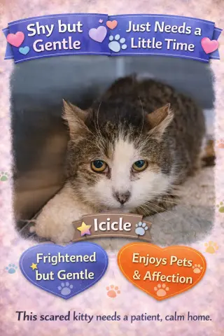 Icicle (FCID# 01/28/2026 - 27)