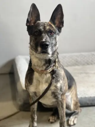 Ori
