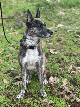 Ori