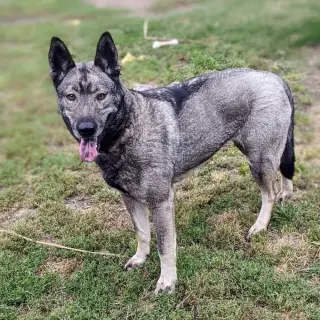 Dallen