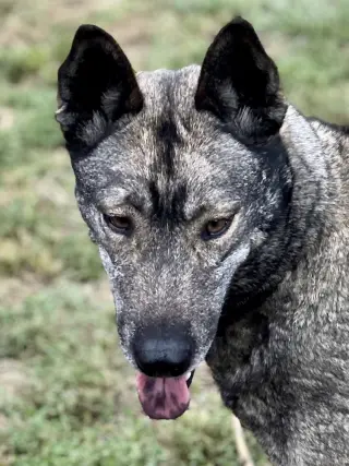 Dallen