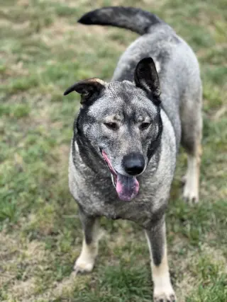Freida