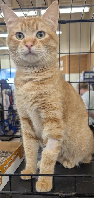 Pez