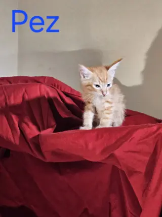 Pez