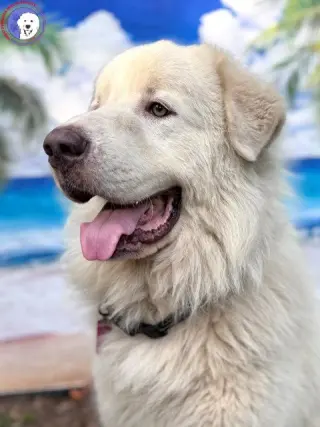 Drake
