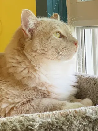 Henry