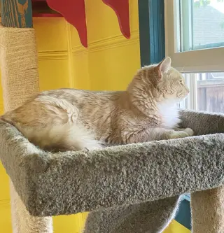 Henry