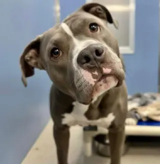 Majesty