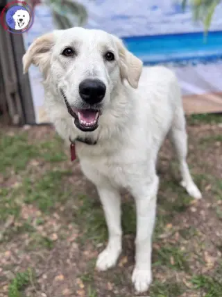 Elene