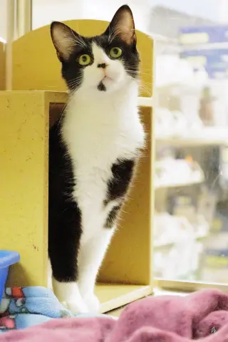 Houdini