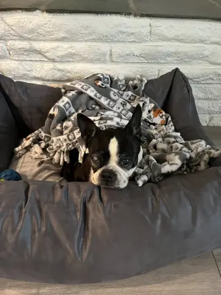 Molly