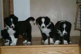 Huskies for Sale