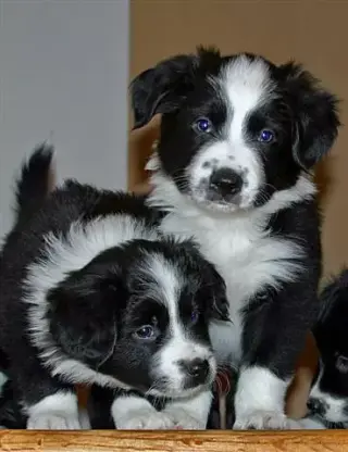 Huskies for Sale