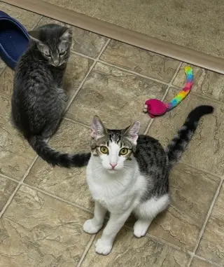 Simon & Harvey (Courtesy Post)