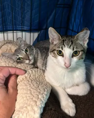 Simon & Harvey (Courtesy Post)