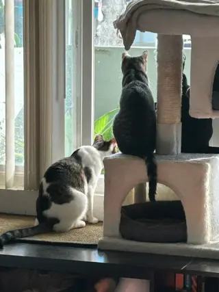 Simon & Harvey (Courtesy Post)