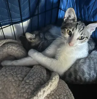 Simon & Harvey (Courtesy Post)