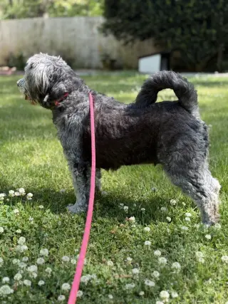 STELLA