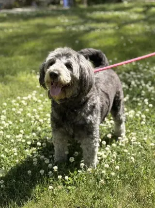 STELLA
