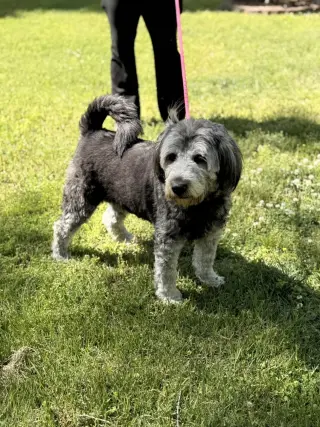STELLA