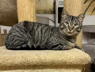 Elvis