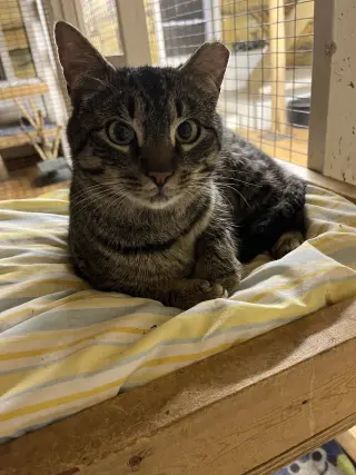 Elvis