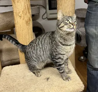 Elvis