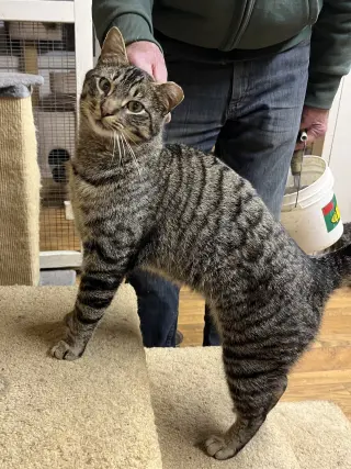 Elvis